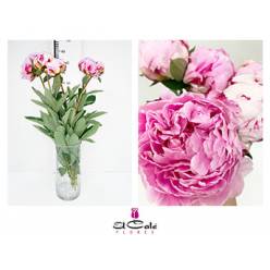 Peonia Hol. Sara Bernardt 60cm Rs. "AAA"