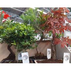 P. Bonsai Mixto 20/45cm x4