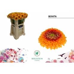 Gerbera Mini Hol. Gerponi Bonita "T20"