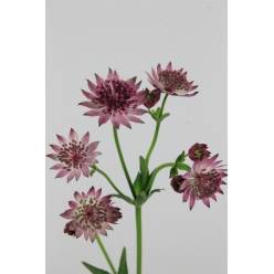 Astrantia Roma 70cm "T25"