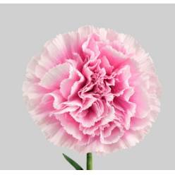 Clavel Col. Fancy Malabar Bic.