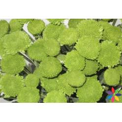 Margarita Col. Country Green