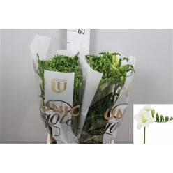 Fresia Hol. San Remo 50cm 25gr "T50"