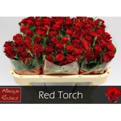Rosa Hol. Red Torch 50cm Rj. "Flor Peq."