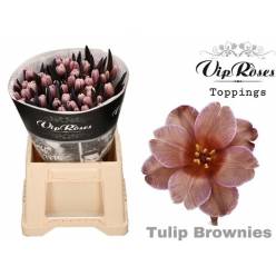 Tulipan Hol. Tint. Brownies