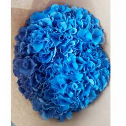 Hortensia Hol. Royal Parade 50cm 16/18 Azul