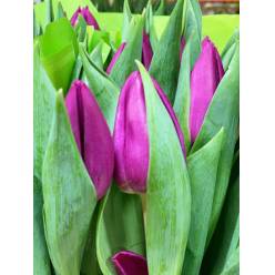 Tulipan Hol. Purple Valley 40cm Mor.