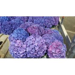 Hortensia Rodeo Paars 80cm x5 20