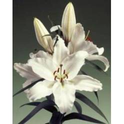 Oriental Hol. Bl. Oracle 100cm 3/4 flores