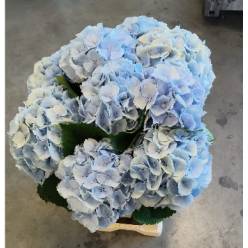 Hortensia Hol. Verena Azul 65cm �18/20