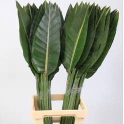 Hoja Estrelitzia Ex 100cm x10 Tall.