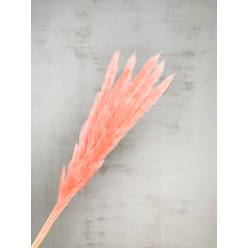 Plumas Pampa Jaxx Nature Seco Rosa 65-75cm (6 Tallos)