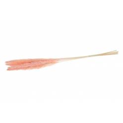Plumas Pampa Jaxx Nature Seco Salmon 65-75cm (6 Tallos)