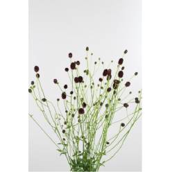 Sanguisorba Officinalis 90cm x10