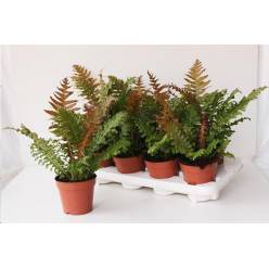 P. Helecho Blechnum Gibbum 12/35cm x8