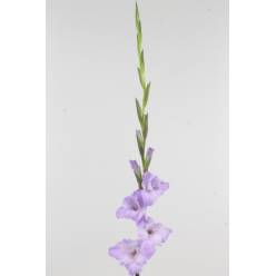 Gladiolo Hol. Milka 125cm (60cm espiga) Mal.