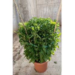 P. Albahaca Nac. Arbustiva 25/100cm