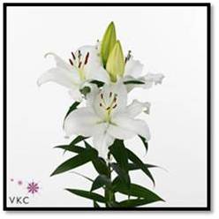Oriental Hol. Bl. Pacific Ocean 80cm 2 fl.