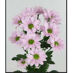 Margarita Hol. Kennedy Rosy 75gr