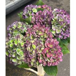 Hortensia Hol. Verena Blue Classic 60cm 16/18