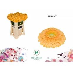 Gerbera Mini Hol. Gerponi Peachy "T20"