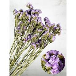 Statice Seco Malva Claro 70cm
