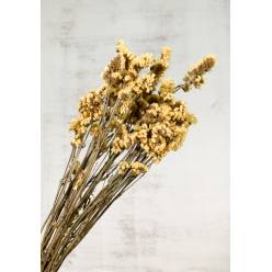 Statice Seco Amarillo 70cm
