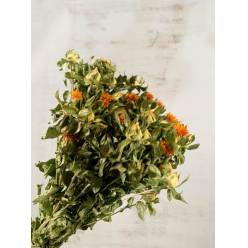 Carthamus Seco 80cm