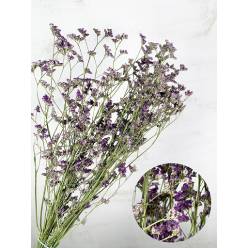 Limonium Chino Seco Azul 70cm (5 Tallos)