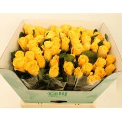 Rosa Hol. Jackpot+ 60cm x10 Ama.