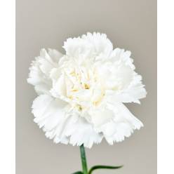 Clavel Nac. 70cm Blanco