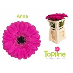 Gerbera Mini Hol. Anna x20 Fu