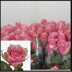 Rosa Hol. Athena Royale 60cm