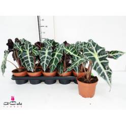 P. Alocasia Polly 12/30cm x8