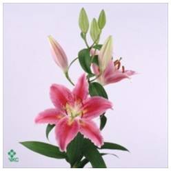 Oriental Hol. Rs. Canberra 70cm 2/3 flores  A2 (7 Dias-2�)