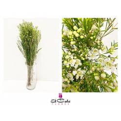 Flor Cera Hol. Un Ofir 60cm 45gr Bl. "T25"