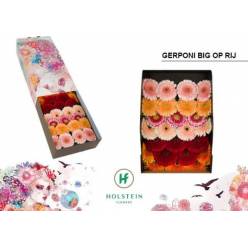 Gerbera Hol. Gerponi Big Mixta x25