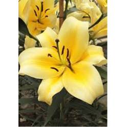 Oriental Hol. Am. Shine On 90cm 3 fl.
