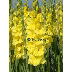 Gladiolo Hol. Bra Val 125cm (50cm espiga) Am.