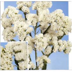 Statice Hol. White Starl Wings 60cm 25gr "T25" Bl.
