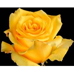 Rosa Ecu. Lighthouse 60cm Am