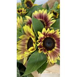 Girasol Nac. Marley 80cm x5 Bic.
