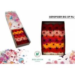 Gerbera Hol. Gerspider Big Mixta "T25"