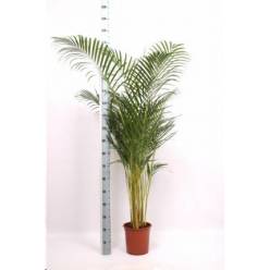P. Dypsis Lutescens 24/170cm