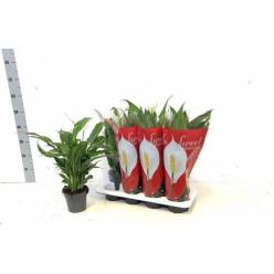 P. Spathyfilium Sweet Chico 13/55cm x8 7+flores