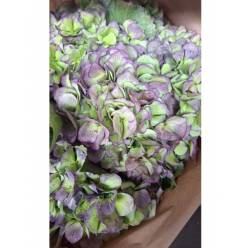 Hortensia Hol. Verena Blue Classic 80cm 18/22