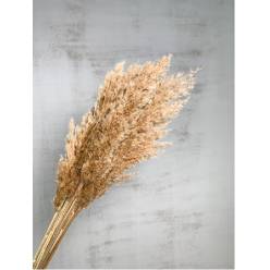 Plumas Reed Long Kyan Seco Natural 75cm 70g