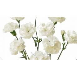 Clavel Col. Mini Select Blanco