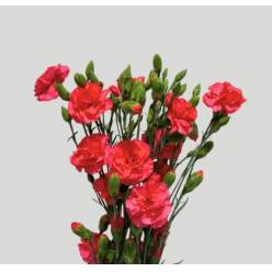Clavel Col. Mini Select Fucsia