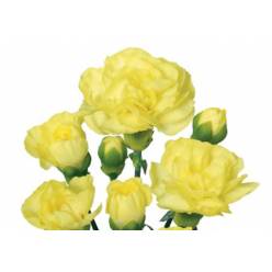 Clavel Col. Mini Select Amarillo